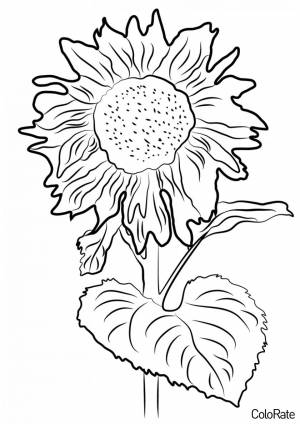 Раскраска Огромный Подсолнух