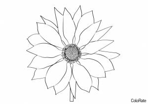 Раскраска Маленький подсолнух