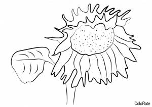 Раскраска Подсолнух крупным планом