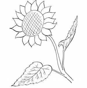 Раскраски подсолнух, Раскраска Цветение подсолнуха цветы