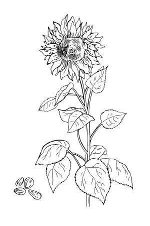 Раскраска Подсолнух