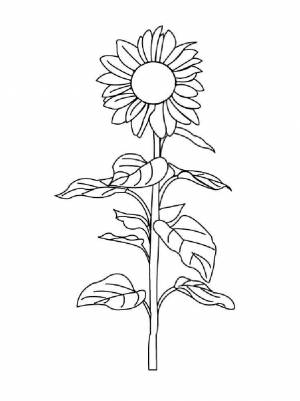 Раскраска Подсолнух