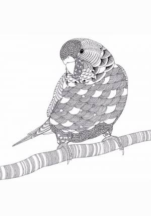Раскраска антистресс звери и птицы