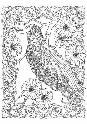 Раскраски антистресс жар птица