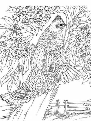 Раскраски Птицы Антистресс   в формате