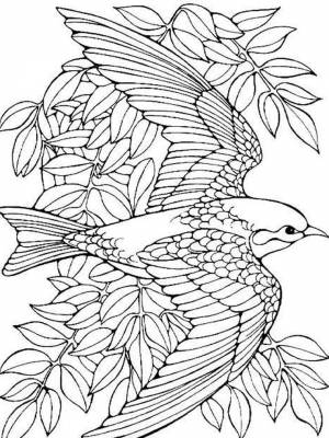 Раскраски Птицы Антистресс   в формате