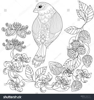 Coloring Pages Colouring Pictures Birds Antistress