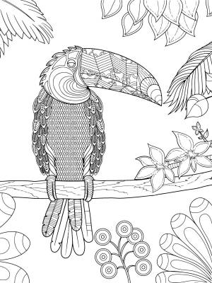 Раскраски Тукан Антистресс