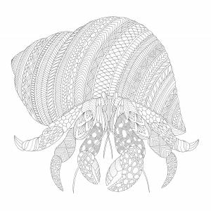 Рак отшельник