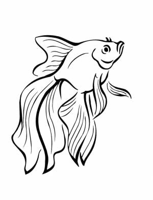Раскраски Раскраска Золотая рыбка рыбы