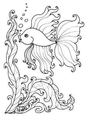 Раскраски Раскраска Золотая рыбка в водрослях рыбы