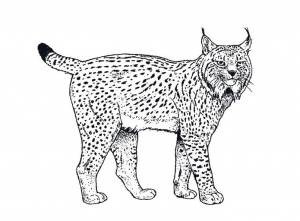 Раскраски рысь, Раскраска Рысь