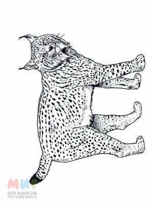 Раскраска Рысь