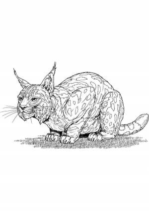 DataLife Engine > Версия для печати > Раскраски кот рыси