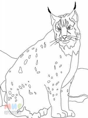 Раскраска Рысь