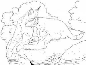 Раскраска Рысь