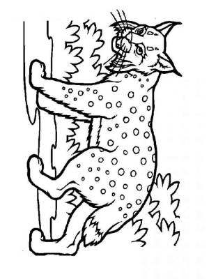 Раскраски Рысь