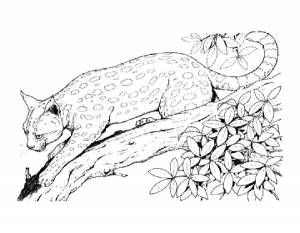 Раскраски рысь, poisk