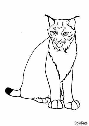 Раскраска Грустная рысь