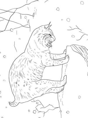 Раскраски Рысь