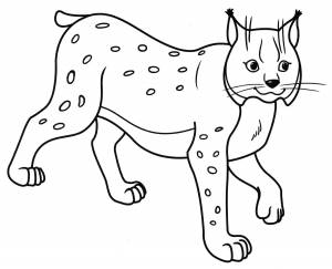 Рысь картинка раскраска