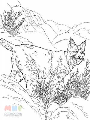 Раскраска Рысь