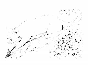 Раскраски Раскраска Рысь на дереве Животные