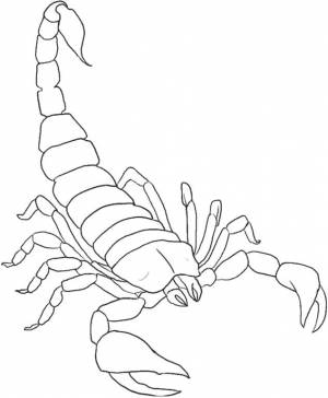 Раскраски скорпион, Раскраска Скорпион скорпион
