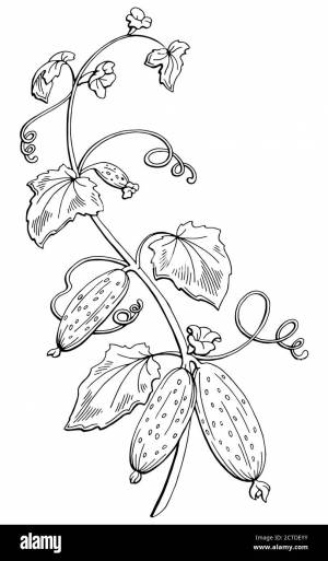 Огурцы осенью