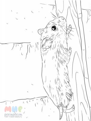 Раскраска Хомяк