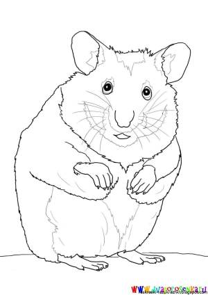 Раскраски хомяков