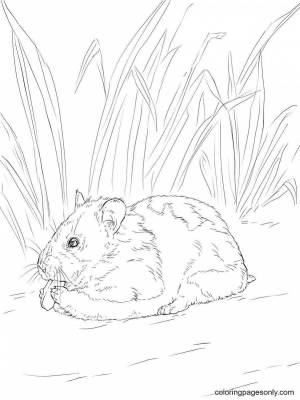 Раскраски Хомяки настоящие