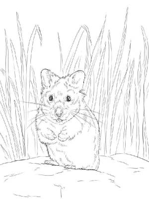 Детские раскраски Хомяк