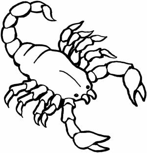 Раскраска скорпион
