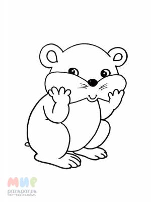 Раскраска Хомяк