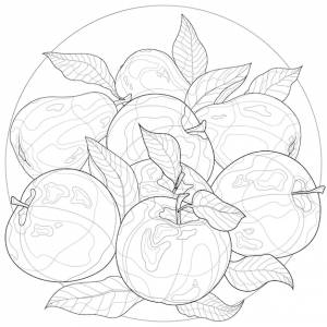 Яблоки и груши