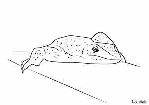 Раскраска Ящерица на террасе