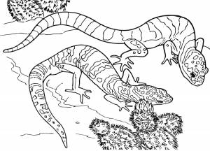 DataLife Engine > Версия для печати > Ящерица раскраска