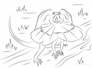 Раскраски Ящерица