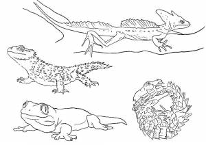 Раскраска Ящерица