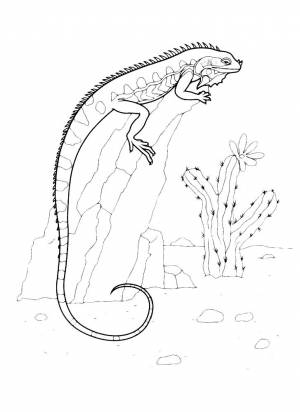 Раскраска Ящерица