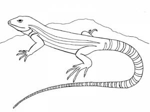 Ящерица рисунок для раскрашивания