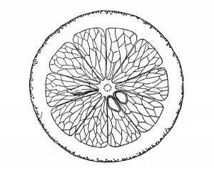 Раскраски апельсин, Скачать раскраски хорошего качества