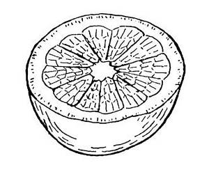 Раскраска апельсин