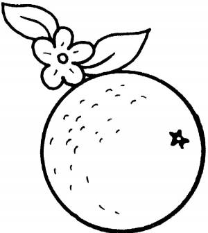 Раскраски апельсин, Раскраска Апельсин с листочками и цветок апельсин