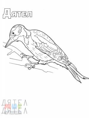 Раскраска Птицы на зимовке