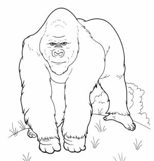Раскраски Раскраска Горилла 