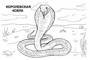 Раскраска Кобра