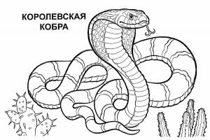 Раскраски Кобра королевская