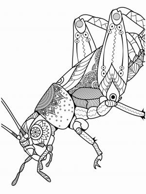 Раскраски Кузнечик Aнтистресс